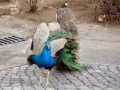 Peacocks at the Elenov Winery