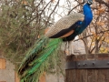 Peacocks at the Elenov Winery