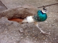 Peacocks at the Elenov Winery