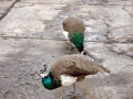 Peacocks at the Elenov Winery