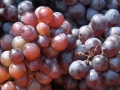 Stanushina Grapes