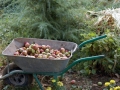 Wheelbarrow with apples at St George the Victorious in Rajchica