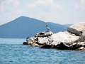 Pelicans, cormorants and other birds on the Island of Golem Grad