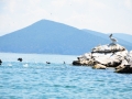 Pelicans, cormorants and other birds on the Island of Golem Grad