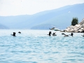 Pelicans, cormorants and other birds on the Island of Golem Grad