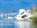 Pelicans, cormorants and other birds on the Island of Golem Grad