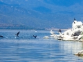 Pelicans, cormorants and other birds on the Island of Golem Grad