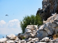 Pelicans, cormorants and other birds on the Island of Golem Grad