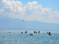 Pelicans, cormorants and other birds on the Island of Golem Grad