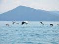 Pelicans, cormorants and other birds on the Island of Golem Grad