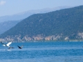 Pelicans, cormorants and other birds on the Island of Golem Grad