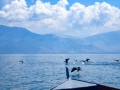 Pelicans, cormorants and other birds on the Island of Golem Grad