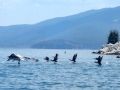 Pelicans, cormorants and other birds on the Island of Golem Grad