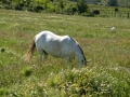 White horse in a field near Demir Kapija Canyon