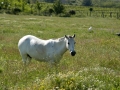 White horse in a field near Demir Kapija Canyon