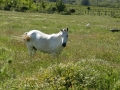 White horse in a field near Demir Kapija Canyon