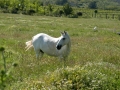 White horse in a field near Demir Kapija Canyon