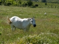 White horse in a field near Demir Kapija Canyon