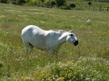 White horse in a field near Demir Kapija Canyon
