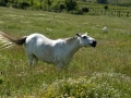 White horse in a field near Demir Kapija Canyon