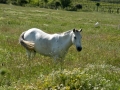White horse in a field near Demir Kapija Canyon