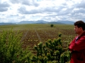 Oenologist overlooking Bovin's vineyards at Lepovo Hill