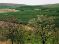 Bovin's vineyards at Lepovo Hill