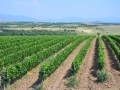 Bovin's vineyards at Lepovo Hill