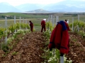 Workers in Bovin's vineyards at Lepovo Hill
