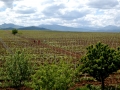 Bovin's vineyards at Lepovo Hill