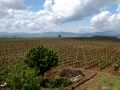 Bovin's vineyards at Lepovo Hill