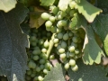 Grapes on the vine at Bovin's vineyards on Lepovo Hill