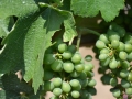 Grapes on the vine at Bovin's vineyards on Lepovo Hill