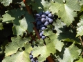 Grapes on the vine at Bovin's vineyards on Lepovo Hill
