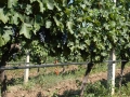 Bovin's vineyards at Lepovo Hill