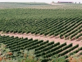 Bovin's vineyards at Lepovo Hill