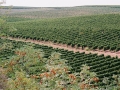 Bovin's vineyards at Lepovo Hill