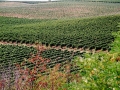 Bovin's vineyards at Lepovo Hill
