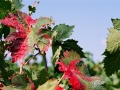 Multicolored leaves wine leaves on the vine at Bovin's vineyards on Lepovo Hill