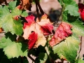 Multicolored leaves wine leaves on the vine at Bovin's vineyards on Lepovo Hill