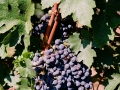 Grapes on the vine at Bovin's vineyards on Lepovo Hill