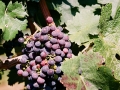 Grapes on the vine at Bovin's vineyards on Lepovo Hill