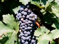 Grapes on the vine at Bovin's vineyards on Lepovo Hill
