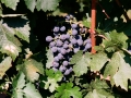 Grapes on the vine at Bovin's vineyards on Lepovo Hill
