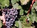 Grapes on the vine at Bovin's vineyards on Lepovo Hill