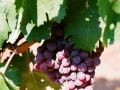 Grapes on the vine at Bovin's vineyards on Lepovo Hill