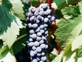 Grapes on the vine at Bovin's vineyards on Lepovo Hill