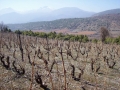 Brushani Vineyards Brushani Vineyards