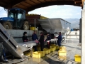 Processing grapes at Dalvina Winery