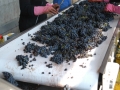Processing grapes at Dalvina Winery